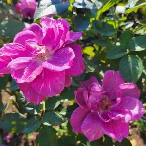 Meet your Posher, Yu-mee